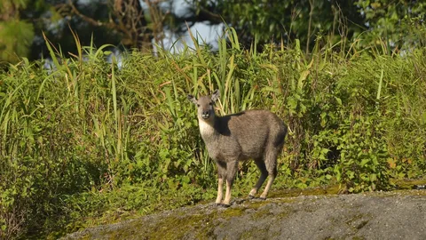 หาดูยาก "ม้าเทวดา" อวดโฉมนอนอาบแดดยามเช้า เรียกแขก บนยอดดอยอินทนนท์ (คลิป)