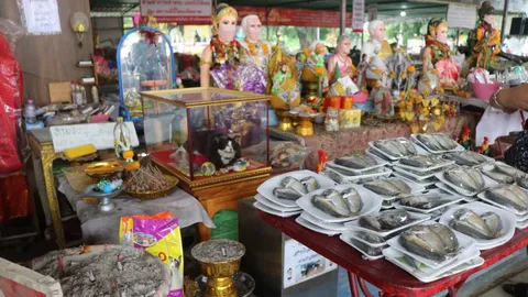 นำปลาทู 99 เข่ง แก้บน "ไอ้โทน" แมวแม่ตะเคียน ไม่พลาดได้เลขเด็ด งวด 1 ส.ค. 65 (คลิป)