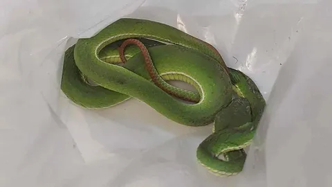 สาวถูกงูกัดที่ลานจอดรถห้างดัง อ้างถูกปฏิเสธความรับผิดชอบ บอกไม่ใช่เจ้าของ