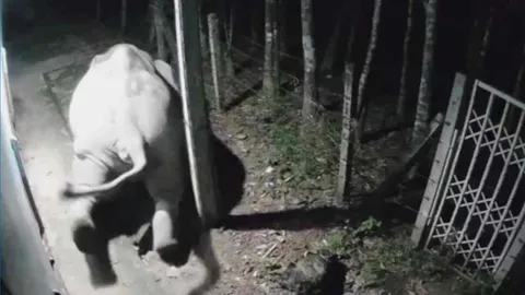 อย่าคิดว่าไม่มีใครเห็น ช้างป่าเดินตกบ่อเกรอะหน้าทิ่ม ลุกขึ้นได้ ย่องถอยหลังกลับ (คลิป)