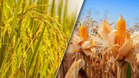 ธ.ก.ส. โอนเงินค่าสินไหมประกันภัยข้าวนาปี-ข้าวโพด ปี 64 แล้วกว่า 1.5 พันล้าน