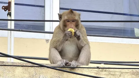 ชาวบ้านนาจอมเทียน เจอลิงแสมแสบ อาละวาดลักขโมย ทำเดือดร้อนกว่า 2 สัปดาห์