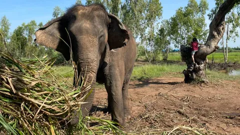 หลวงพ่อเตือน ขโมยขนหาง-งาช้างเอาไปมีแต่ล่มจม ต้องของเขาให้จึงมีพุทธคุณ