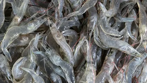 รัฐปล่อยนำเข้ากุ้งทำร้ายเกษตรกร