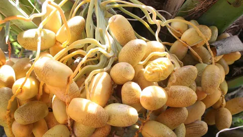 เสียโอกาสส่งออกอินทผลัม