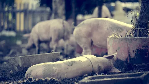 เรื่องหมูที่จะไม่หมูอีกต่อไป