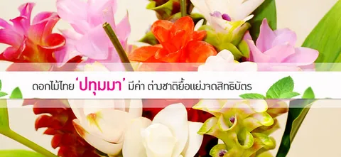 ดอกไม้ไทย‘ปทุมมา’มีค่า ต่างชาติยื้อแย่งจดสิทธิบัตร