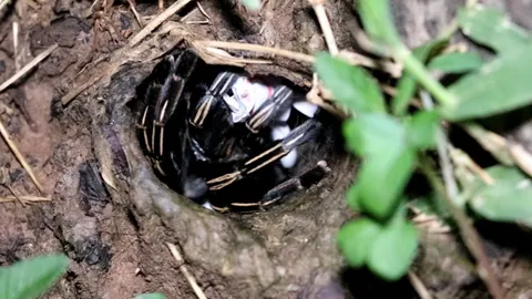 มาแล้ว เลขเสี่ยงทาย พญาบึ้ง วัดโบสถ์ราชศรัทธา จ.อ่างทอง (คลิป)