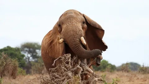 ร่วมตระหนักถึงความสำคัญของ ‘ช้าง’ รับวันช้างโลก