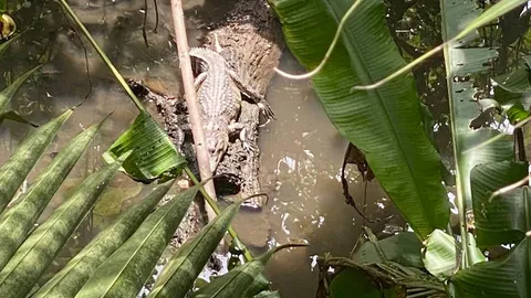 ชาวบ้านผวา "จระเข้" โผล่นอนอาบแดดในคูน้ำกลางบ้านพักเจริญกรุง 107