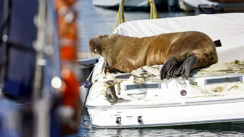 เศร้า จนท.นอร์เวย์ทำการุณยฆาต วอลรัสขวัญใจมหาชน หวั่นเป็นภัยต่อมนุษย์