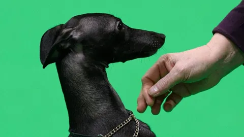 ช็อก พบหมาติดฝีดาษลิง หลังนอนเตียงเดียวกัน-เลียเจ้าของ