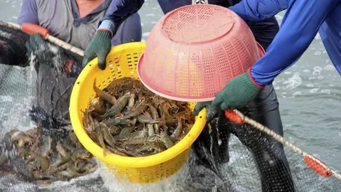 เทงบ 500 ล้านบาท ปล่อยกู้เกษตรกรเลี้ยงกุ้งทะเล ดอกเบี้ย 0% ไม่เกินคนละ 5 แสน