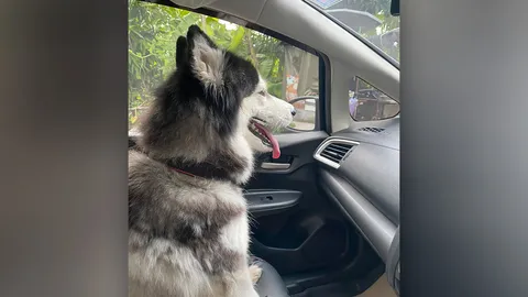 ขอผมไปด้วย หนุ่มสุดงง แวะจอดรถทิ้งขยะ กลับมาอีกทีเจอน้องหมานั่งอยู่ในรถ (คลิป)