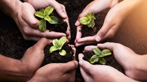 ชวนปลูกต้นไม้