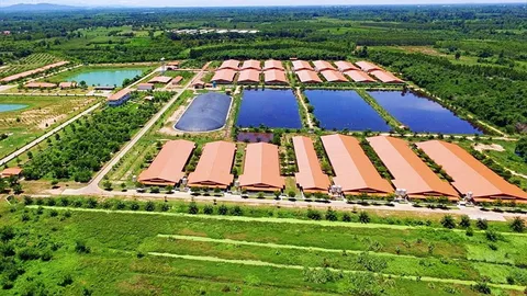 ซีพีเอฟเดินหน้ากรีนฟาร์ม ดันใช้ไบโอแก๊ส-โซลาร์ฟาร์ม