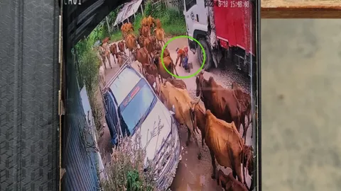 โคบาลดวงถึงฆาต พลาดสะดุดขาวัวล้ม รถเก็บขยะทับดับคาถนน (คลิป)