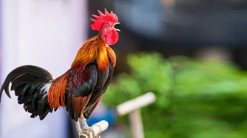 ฟ้องศาลเพราะไก่ขัน