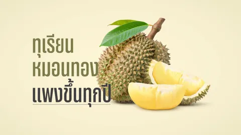 ทุเรียนหมอนทองโดดเด่นเรื่องรสชาติ ทำไมคนไทย ต้องจ่ายแพงขึ้นทุกปี