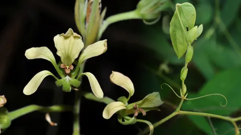 นักพฤกษศาสตร์ไทย ค้นพบ "กำลังช้างเผือก" พืชชนิดใหม่ของโลก ใช้บำรุงกำลัง