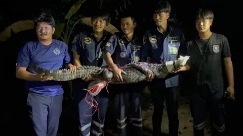 ชาวบ้านตราดผงะ เจอจระเข้เกือบ 2 เมตร ซุกตัวอยู่หน้าบ้าน ร้องกู้ภัยช่วยจับ