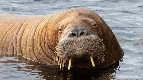 "เฟรยา" วอลรัสขวัญใจมหาชน สมควรถูกการุณยฆาตหรือไม่ ?