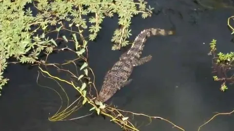 ชาวบ้านกรุงเก่าผวา เจอจระเข้ยาว 2 เมตรลอยคอในคลองขวด แจ้งประมงเร่งตามจับ