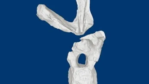 ไดโนเสาร์คอยาวสายพันธุ์ใหม่ ค้นพบในโคลอมเบีย