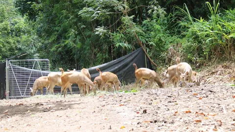 ปล่อยกวางป่า 20 ตัวคืนสู่ธรรมชาติ เพื่อฟื้นฟูระบบนิเวศป่าใน อช.คลองลาน