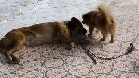 น้องหมาถูกคนใจร้ายยิงลูกดอกปักคอ เจ้าของไร้เงินรักษา วอนคนใจบุญช่วย (คลิป)