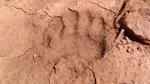 แตกตื่น บิ๊กฟุต รอยเท้าปริศนาในไร่ข้าวโพด เจอกำลังไล่ฟัดกับหมา 