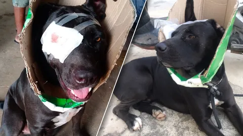 ขี้เมาใจร้ายใช้หนังสติ๊ก ยิงหมาลูกตาหลุด ดิ้นทุรนร้องด้วยความเจ็บปวด