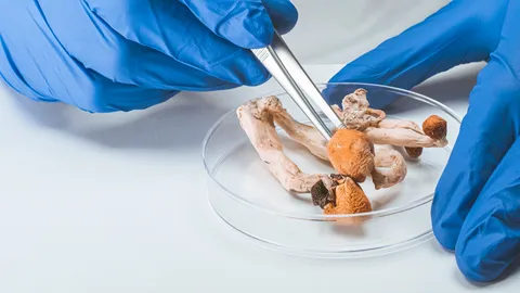 งานวิจัยพบ ไซโลไซบิน สารในกลุ่มเห็ดขี้ควาย ช่วยรักษาพิษสุราเรื้อรัง