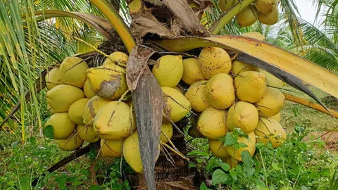 เร่งผลิตมะพร้าวพันธุ์ดี แก้ขาดแคลนลดใช้แรงงานลิง