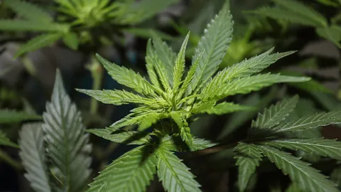 จ่อถก ร่างพ.ร.บ.กัญชา 14 ก.ย.นี้ ครัวเรือนปลูกได้ 15 ต้น โทษคุก 3 ปี ปรับ 3 แสน