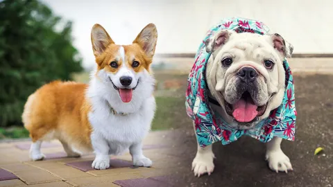 เจ้าตูบ 5 สายพันธุ์ ยอดขายโตสวนกระแส แพงหลักแสน ก็พร้อมจ่าย    