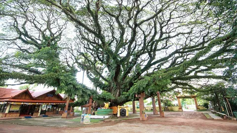 พลังรุกขเทวดาสู่เจ้าบ้าน ส่งสุขคุ้มครองปัดเป่าทุกข์