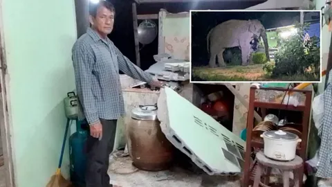 มา 2 คืนติด น้องละมุด ช้างป่าจอมพังครัว ฉกข้าวสารหิ้วไปกิน 