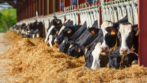 มจร วัดไร่ขิง วิจัยช่วยชุมชนกำจัดมลพิษเลี้ยงโคนม