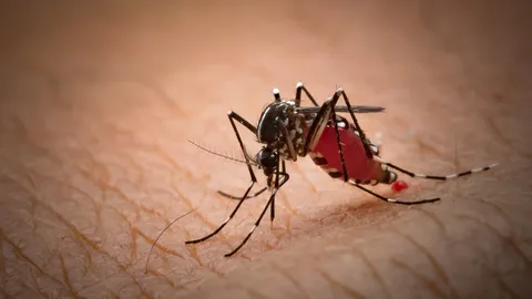 แนะ 3 เกราะป้องกัน ห่างไกลโรคไข้เลือดออก