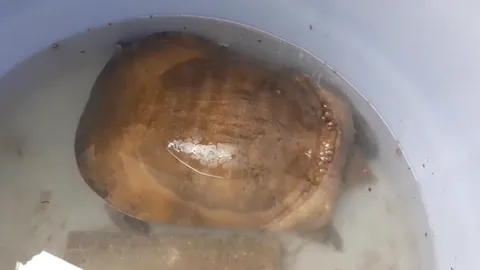 ฮือฮา ตะพาบน้ำสีทอง จับดูเห็นตัวเลขที่หาง ตรงกับความยาว เชื่อมาให้โชค (คลิป)