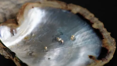 หอยมุกภูเก็ต ชนิดใหม่ของโลก ประมงค้นพบที่เกาะดอกไม้