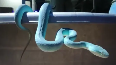 ไขข้อสงสัย "งูสีฟ้า" เตือนมีพิษ หลังชาวบ้านแห่ขอโชค เชื่อเป็นงูเจ้าที่