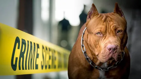 สรุปเหตุสลด 'พิตบูล' โหดขย้ำเจ้าของตายคาเขี้ยว ต้นเหตุหมาดุ คนเลี้ยงจะรับมืออย่างไร 