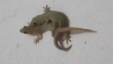 เจอจิ้งจกพลอดรัก คอหวยเชื่อมาให้โชค แห่ตีเลขเด็ด พบตรงเลขอายุเจ้าของบ้าน