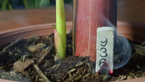 คอหวยพบ "กล้วยแดงอินโด" แทงหน่อกลางต้น แถมได้ "เลขเด็ด" ธูปมงคลคล้ายเลขที่บ้าน