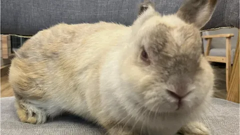 น่าสงสาร "น้องอ้วน" กระต่ายชรา รอเจ้าของมารับ หลังพามารักษาแล้วหายตัวไป