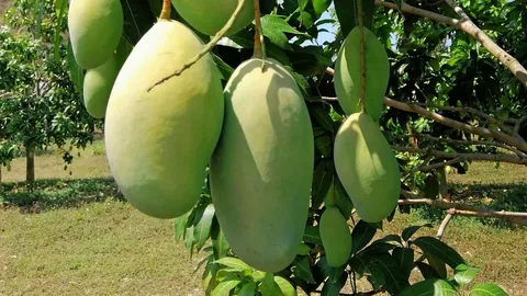 แปรรูปเมล็ดมะม่วงเหลือใช้ สู่โลชั่นผิวขาวป้องกันเกิดริ้วรอย