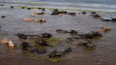 พัทลุงขอขึ้นทะเบียน "ควายน้ำ" พื้นที่ชุ่มน้ำทะเลน้อยเป็น มรดกโลกทางการเกษตร