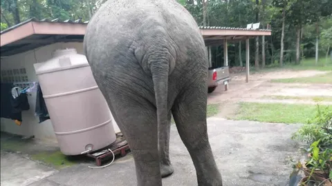 ช้างป่า ละมุด มาอีก บุกพังบ้าน เจ้าของร้องไห้สติแตก